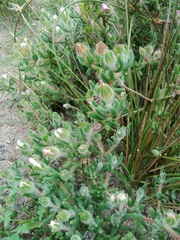 Drosanthemum hispifolium