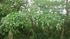 Pipturus arborescens