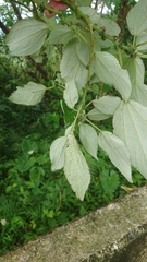 Pipturus arborescens