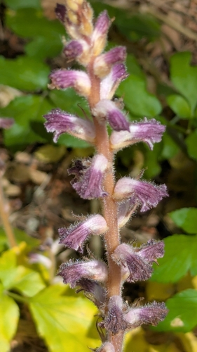 Image of Orobanche pubescens by no rights reserved