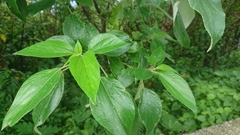 Pipturus arborescens