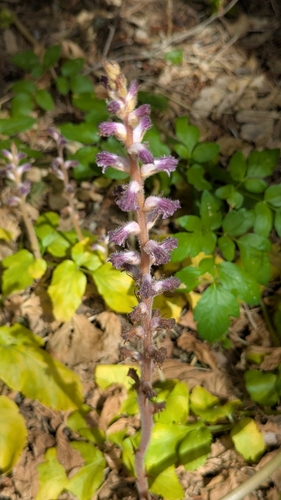 Image of Orobanche pubescens by no rights reserved
