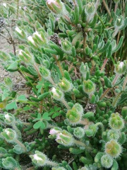 Drosanthemum hispifolium