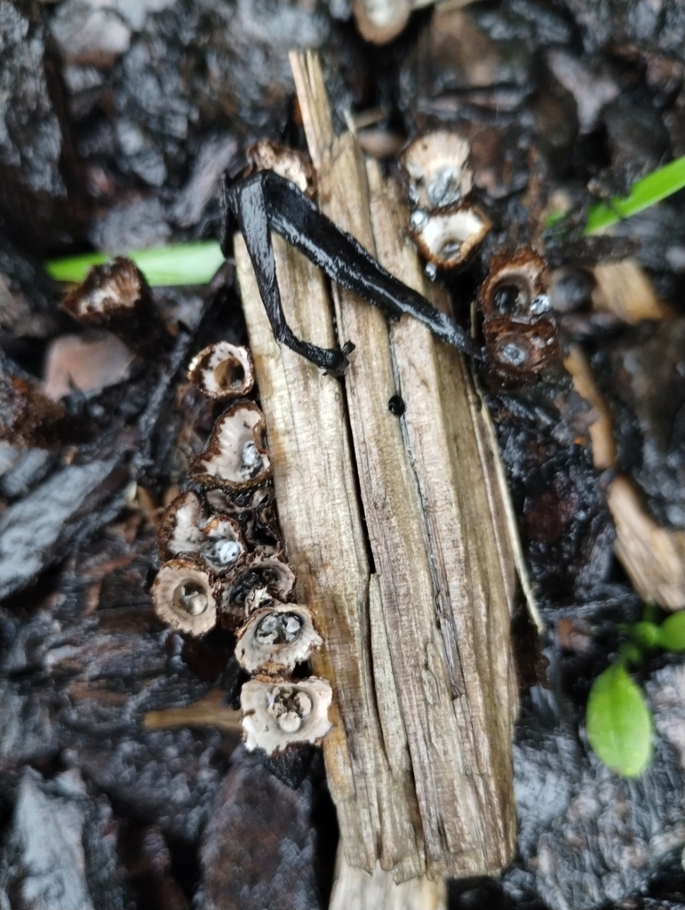 Cyathus striatus · May 2025 · photo: © notdoriangray (iNaturalist, cc-by)