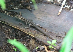 Lygisaurus novaeguineae