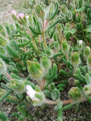 Drosanthemum hispifolium