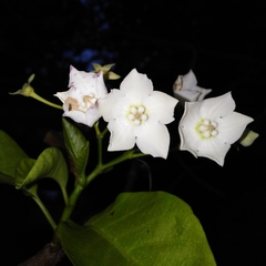 Vallaris glabra