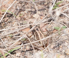 Litoria nasuta
