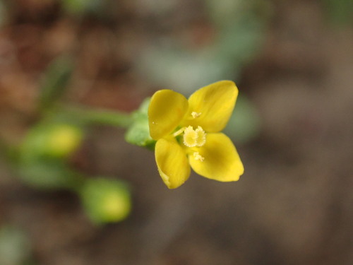 Image of Timwort (Cicendia quadrangularis) by (c) Cricket Raspet, some rights reserved (CC BY)