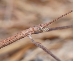 Scionecra milledgei