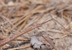 Scionecra milledgei