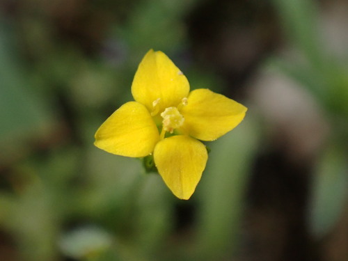 Image of Timwort (Cicendia quadrangularis) by (c) Cricket Raspet, some rights reserved (CC BY)