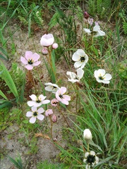 Drosera pauciflora