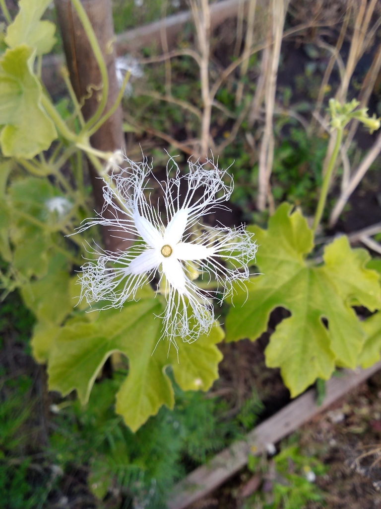 Chinese cucumber