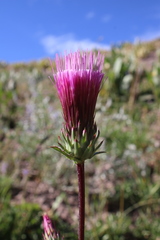 Cirsium andersonii