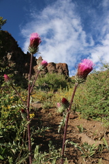 Cirsium andersonii