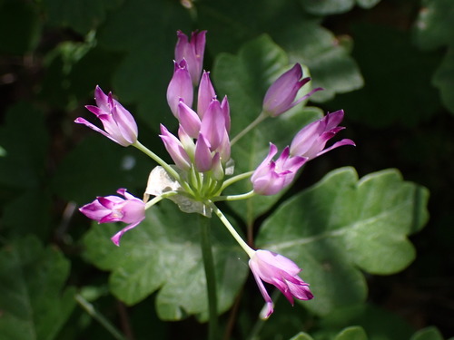 Image of Allium peninsulare by (c) Cricket Raspet, some rights reserved (CC BY)