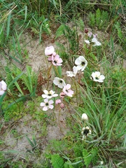 Drosera pauciflora