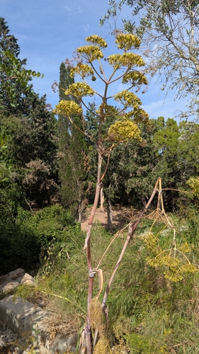 Image of Ferula melitensis by no rights reserved
