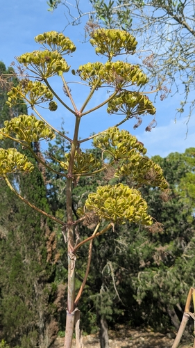 Image of Ferula melitensis by no rights reserved