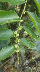 Glochidion lanceolatum