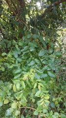 Glochidion lanceolatum