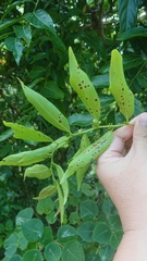 Glochidion lanceolatum