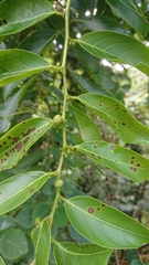 Glochidion lanceolatum