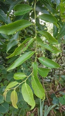 Glochidion lanceolatum