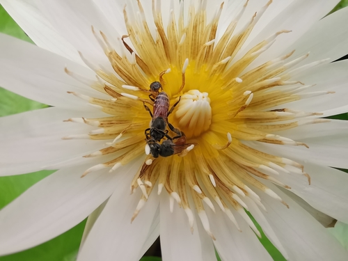 Red Dwarf Honey Bee photo 4