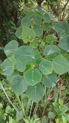 Homalanthus fastuosus