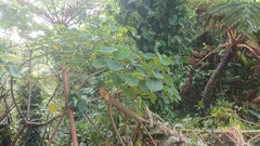 Homalanthus fastuosus