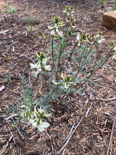 Schmoll's Milkvetch (Astragalus schmolliae)