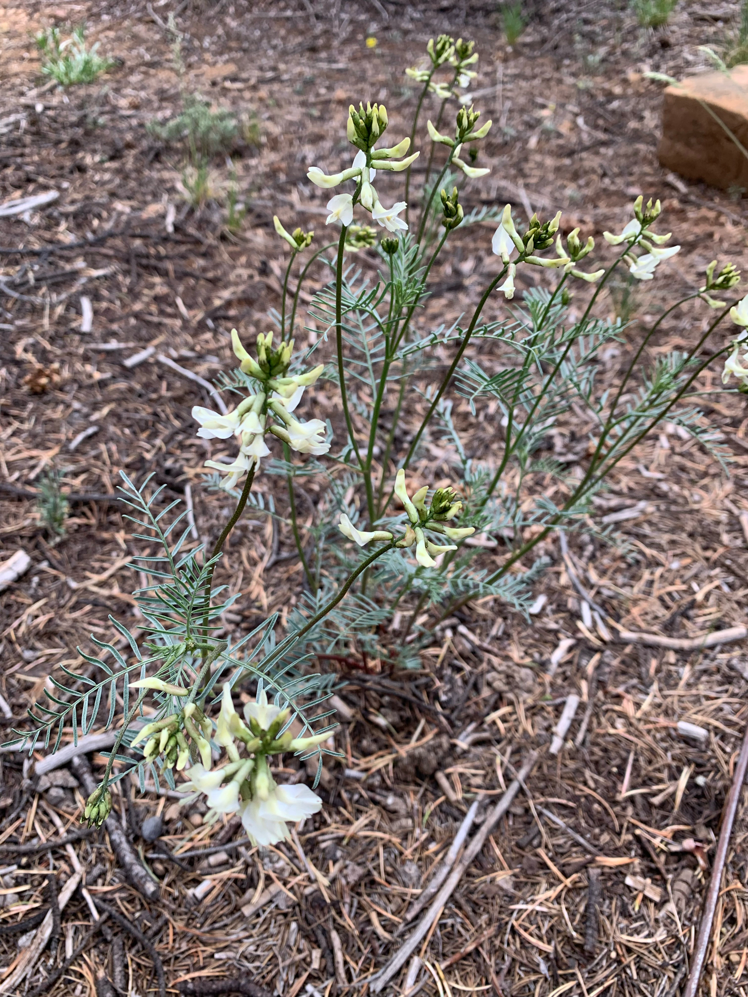 Schmoll's Milkvetch (Astragalus schmolliae)