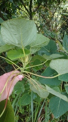 Homalanthus fastuosus