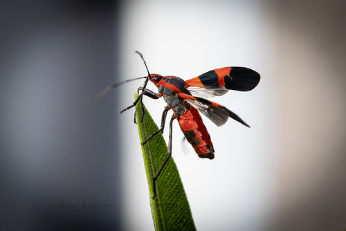 Large Milkweed Bug, photo 4 of 9