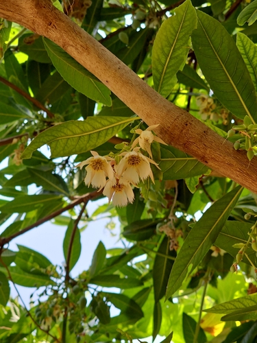 Hainan Elaeocarpus (Elaeocarpus hainanensis)