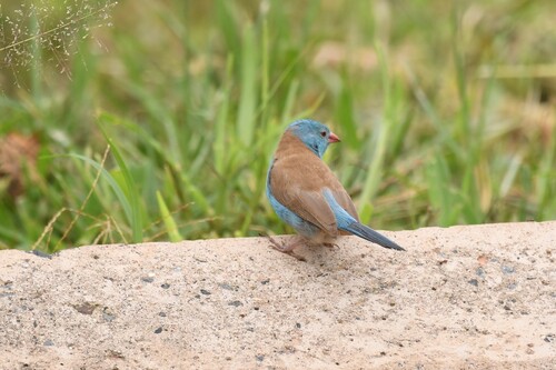Blue-capped Cordon-bleu (Uraeginthus cyanocephalus), photo 4