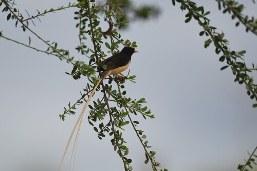 Straw-tailed Whydah (Vidua fischeri), photo 10
