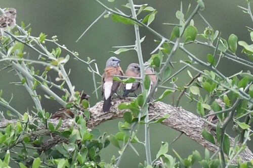 Grey-headed Silverbill (Spermestes griseicapilla), photo 4