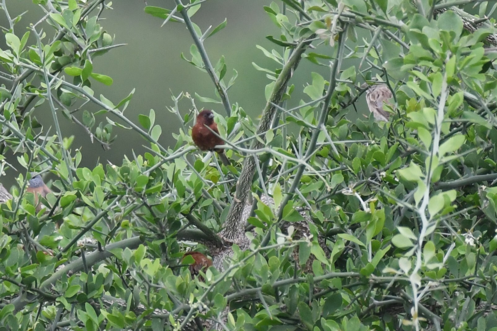 Chestnut Sparrow (Passer eminibey), photo 5