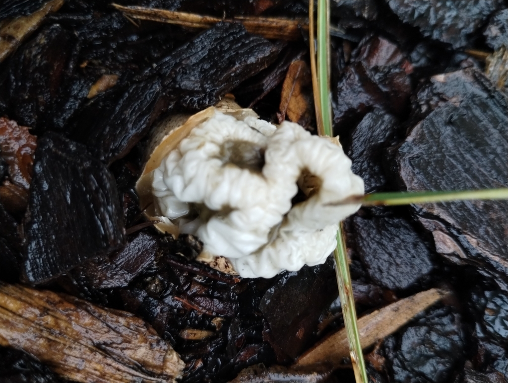 Ileodictyon cibarium · May 2025 · photo: © notdoriangray (iNaturalist, cc-by)
