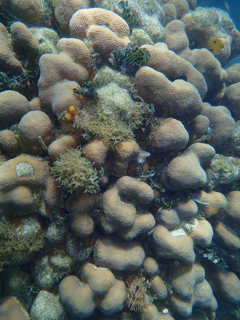 Boulder Star Coral