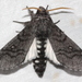 Desert Hawk Moth - Photo (c) Pete Woodall, some rights reserved (CC BY-NC), uploaded by Pete Woodall