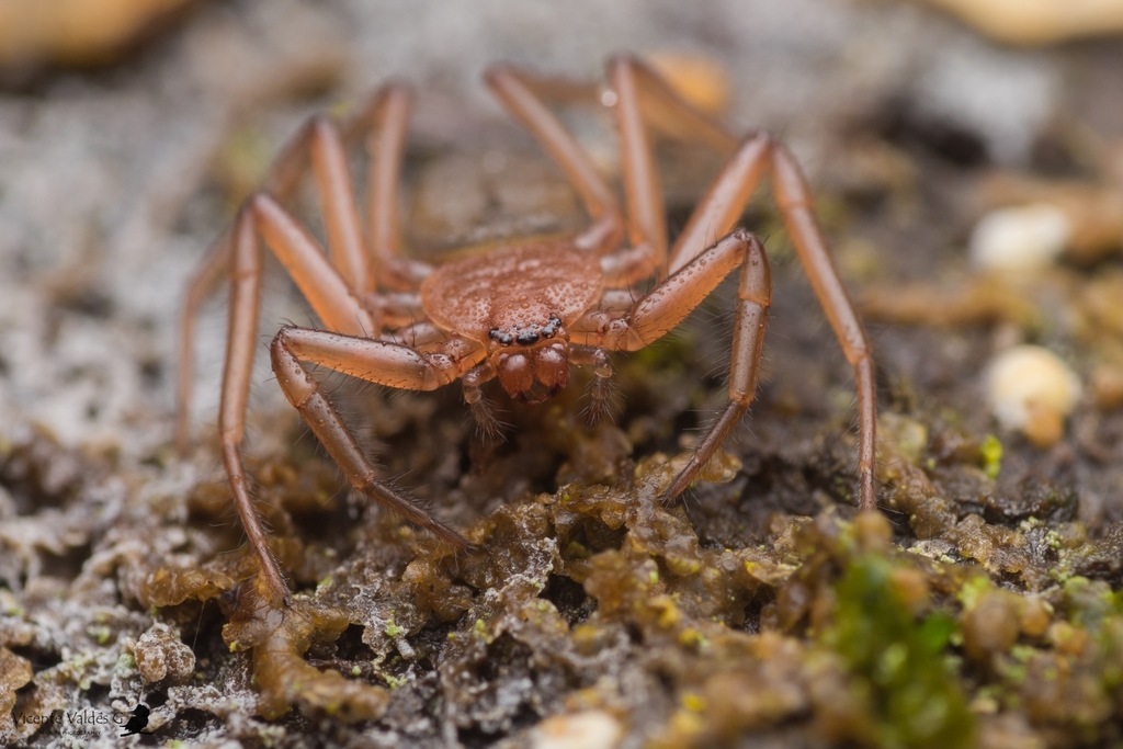 Doliomalus