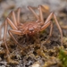 Chilean Flat Spider - Photo (c) Vicente Valdes Guzman, some rights reserved (CC BY-NC), uploaded by Vicente Valdes Guzman