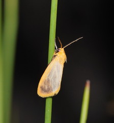 Symmetrodes sciocosma