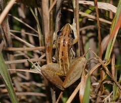 Litoria nasuta