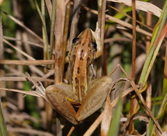 Litoria nasuta