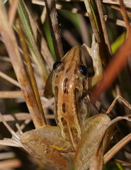 Litoria nasuta